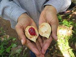 Organic nutmeg from Indonesia © Naturland