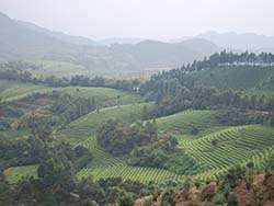 Ecological tea plantation in China © Naturland
