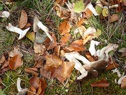 Wild-collected mushrooms from Ukraine © Naturland