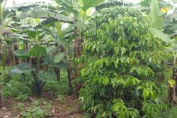 Agroforst Uganda ACPCU 250
