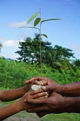Mangroven Setzling Bangladesch 