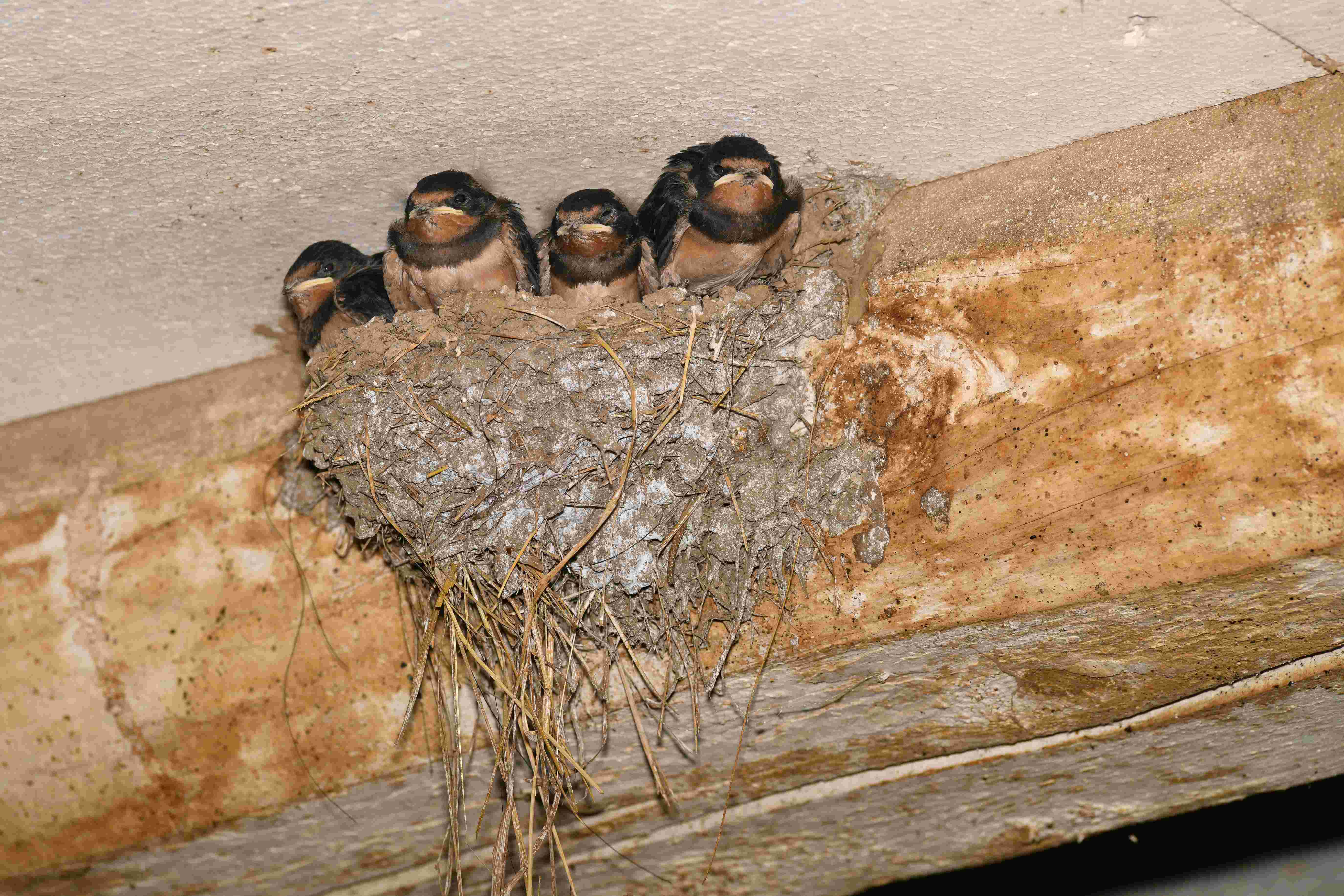Rauchschwalben im Nest (Quelle: Dr. Olaf Broders / LBV)