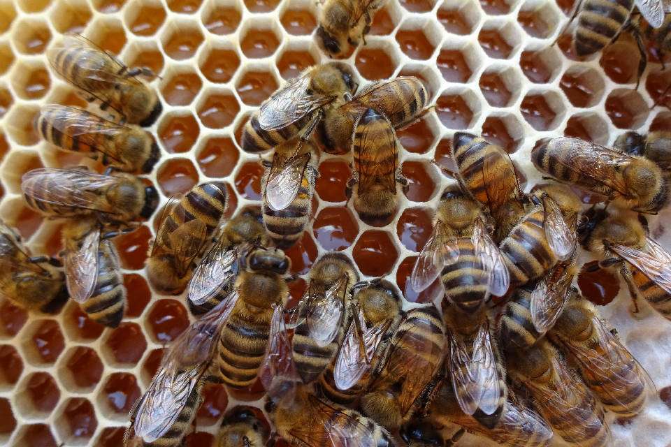 Bienen (Quelle: Naturland e.V.)