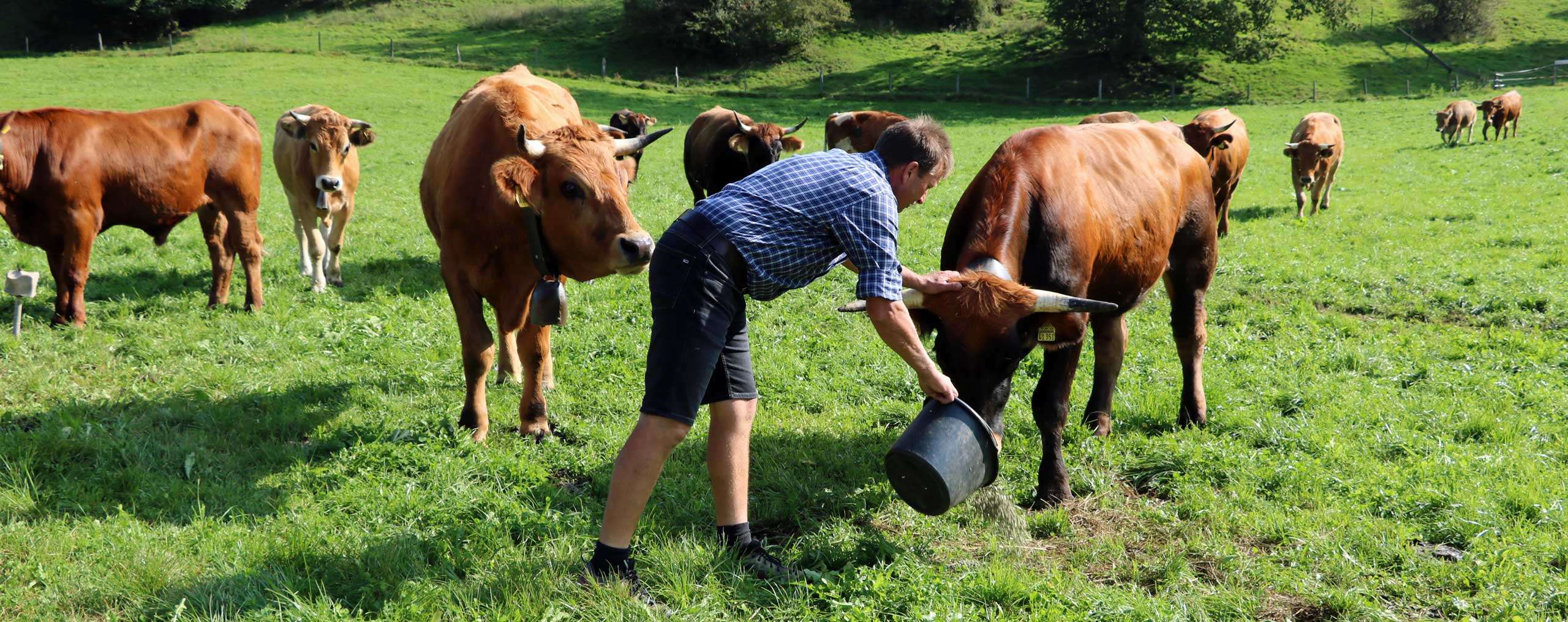 Naturland Bauer beim Füttern seiner Kühe auf dem Grünland