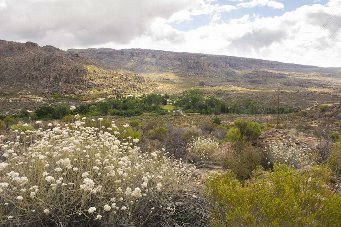 In der Halbwüste nördlich von Kapstadt wird der Rooibostee wie vor 100 Jahren schon angebaut und geerntet.