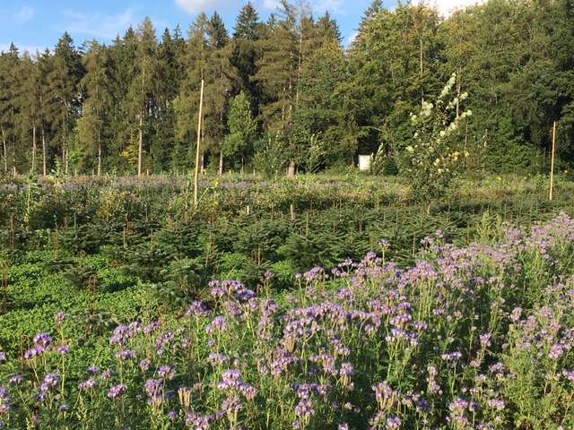 Bunte Artenvielfalt zwischen den Bio-Weihnachtsbäumen.