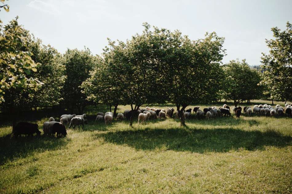 Auf der Haselnussplantage sind die Schafe als natürliche Rasenmäher im Einsatz.