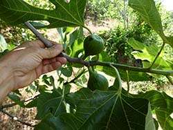 Organic figs in Turkey © Naturland