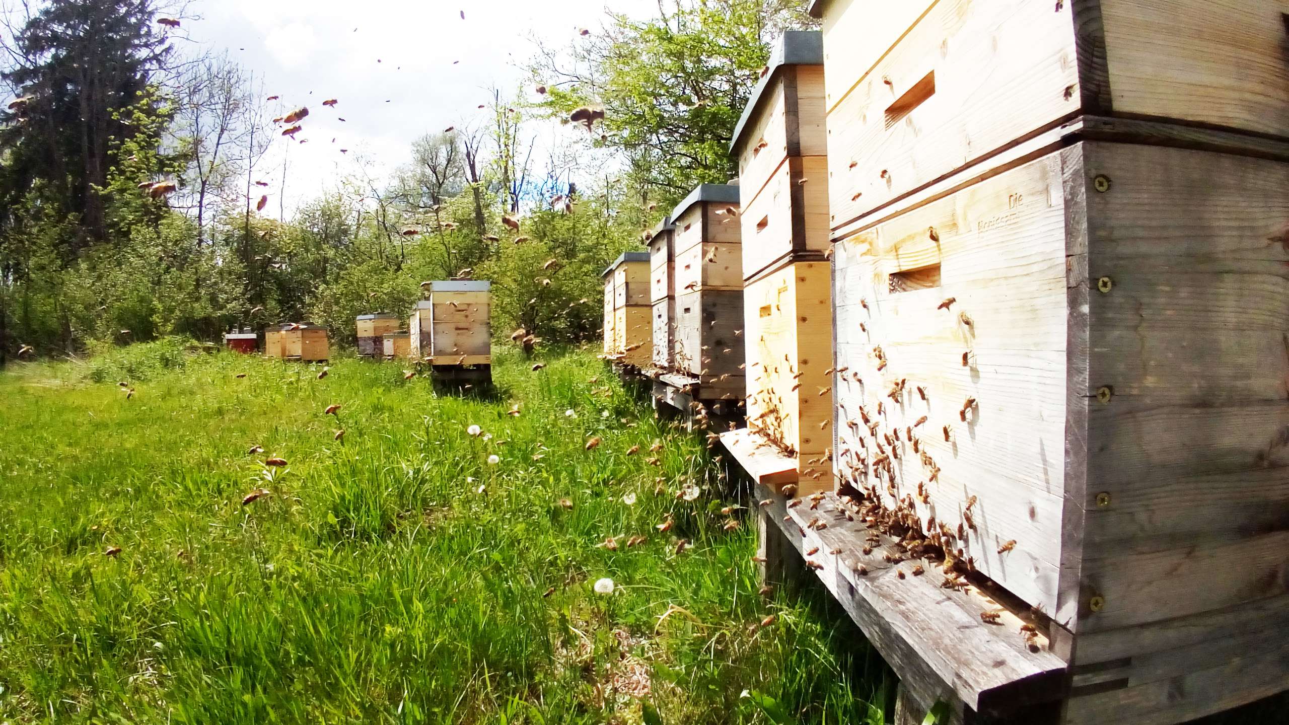 Rund 200 Bienenvölker gehören zum Bestand der Honigsammler.