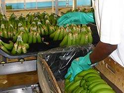 Banana packing station in the Dominican Republic © Naturland