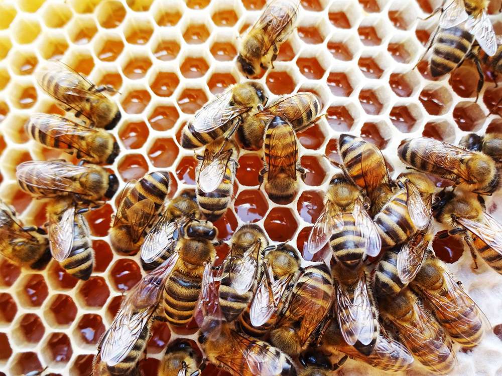 Die Honigsammler bieten eine Vielzahl an unterschiedlichen Geschmacksnuancen bei ihrem Honig.