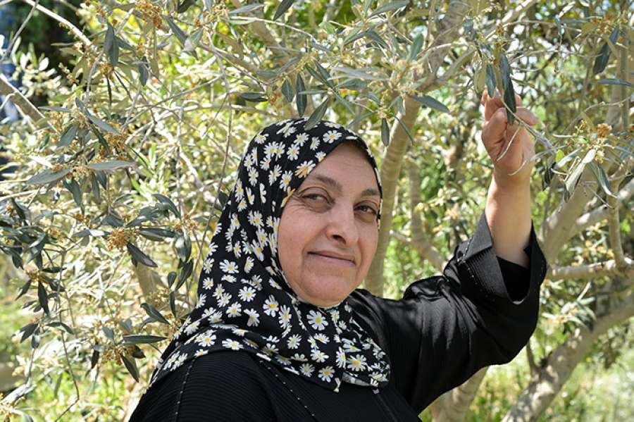 Basema Barameh in ihrem Olivenhain.