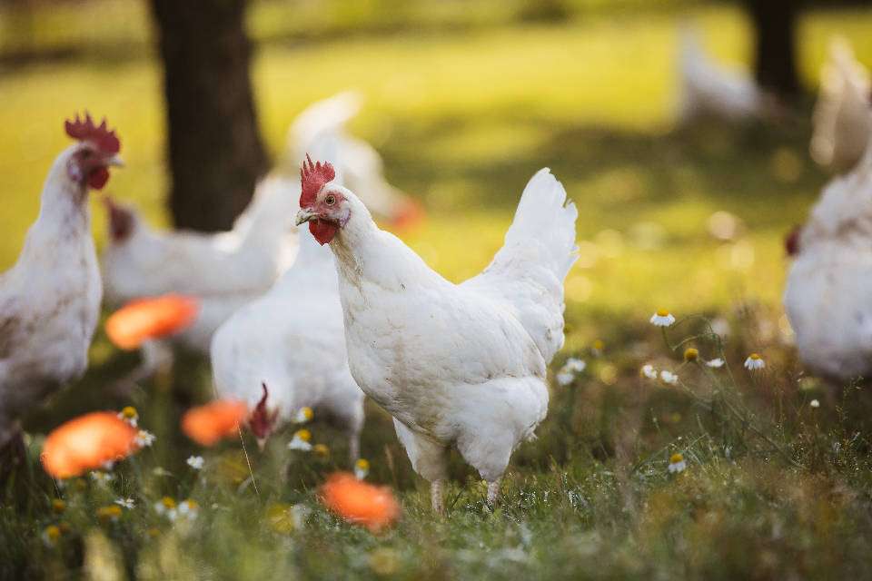 Hühner (Quelle: Naturland e.V.)