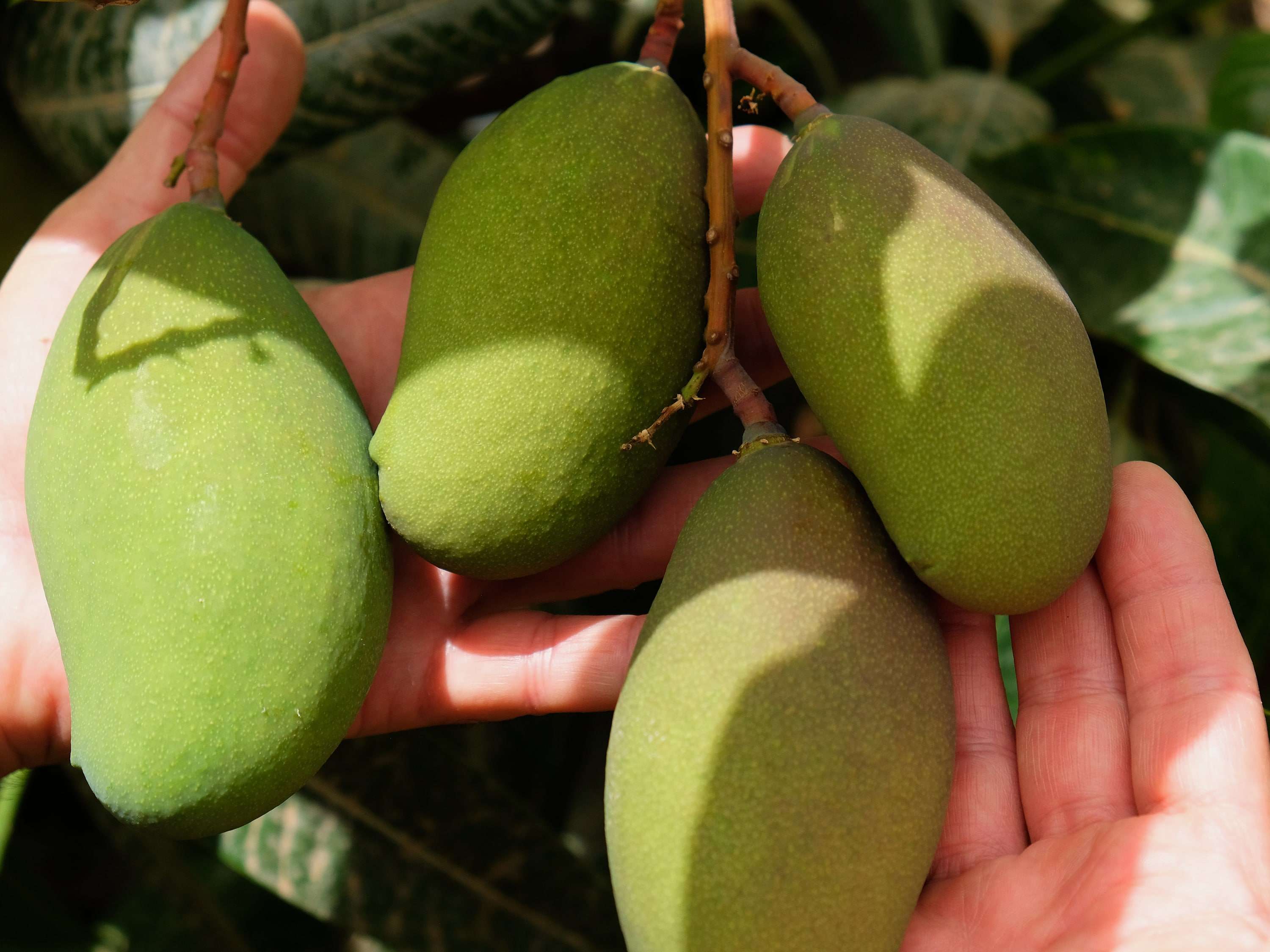 Neben Tomaten, Avocados und Maracujas werden auch Mangos erfolgreich angebaut und vermarktet.
