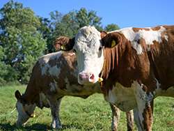 Organic vegetable growing in Italy © Naturland