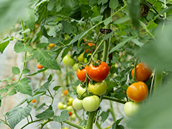 Organic vegetable growing in Italy © Naturland