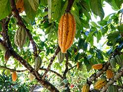 Kakaobaum in Burkina Faso © Narurland