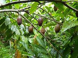 Organic cocoa cultivation in the agroforestry system © Naturland