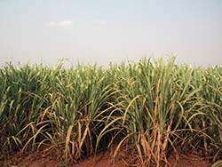 Organic sugar cane in Brazil © Naturland