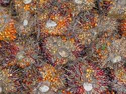 Organic oil palm fruits from Ghana © Naturland