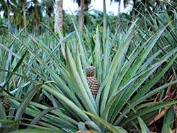 Organic pineapple from Sri Lanka © Naturland