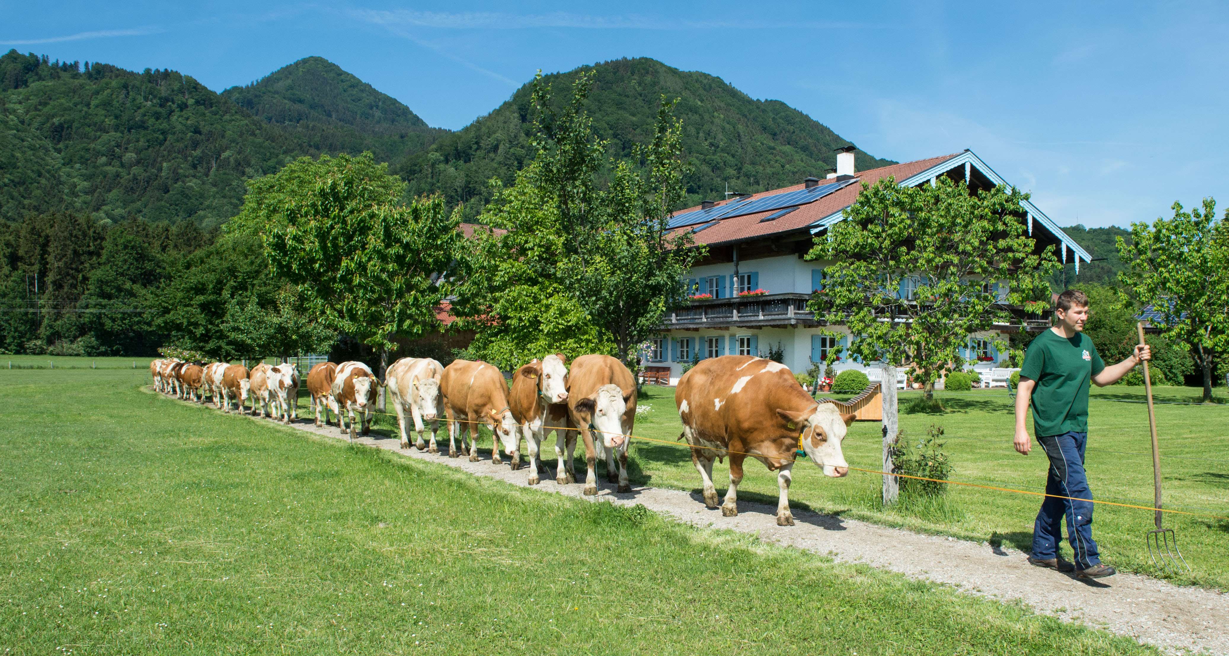 Ab auf die Weide: Grasende Kühe sorgen für gesunden Boden und eine intakte Landschaft.