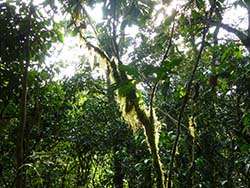 rainforest in Ethiopia © Naturland