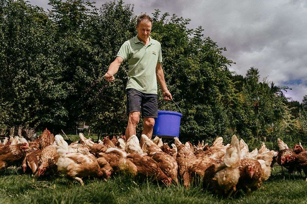 Robert Reichlmayr kümmert sich neben der Bewirtschaftung der Flächen auch um die Hühner.