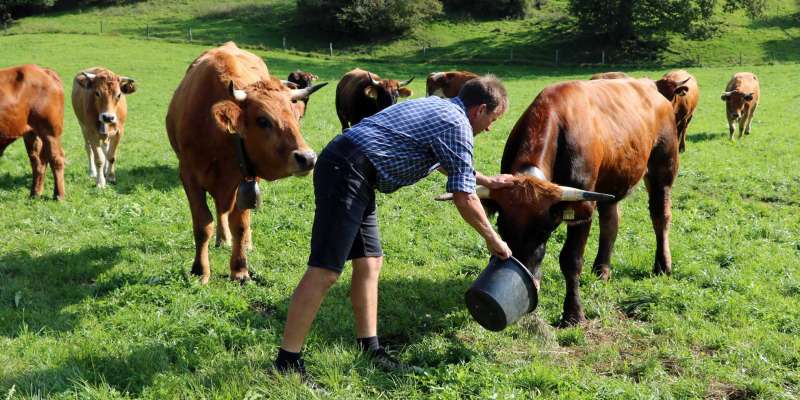 Allevatore Naturland con le sue vacche