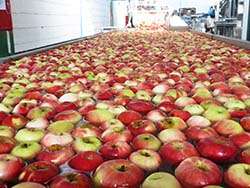 Organic apples from France © Naturland