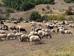 Organic sheep in Greece © Naturland