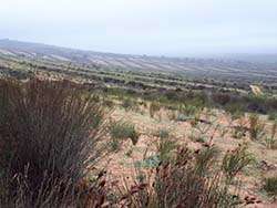 Ökologischer Rooibosanbau in Südafrika @ Naturland