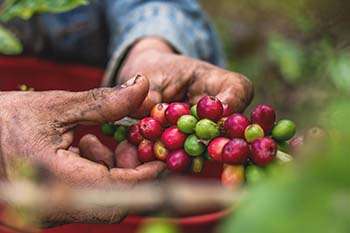 Bioagaves in Mexico © Naturland