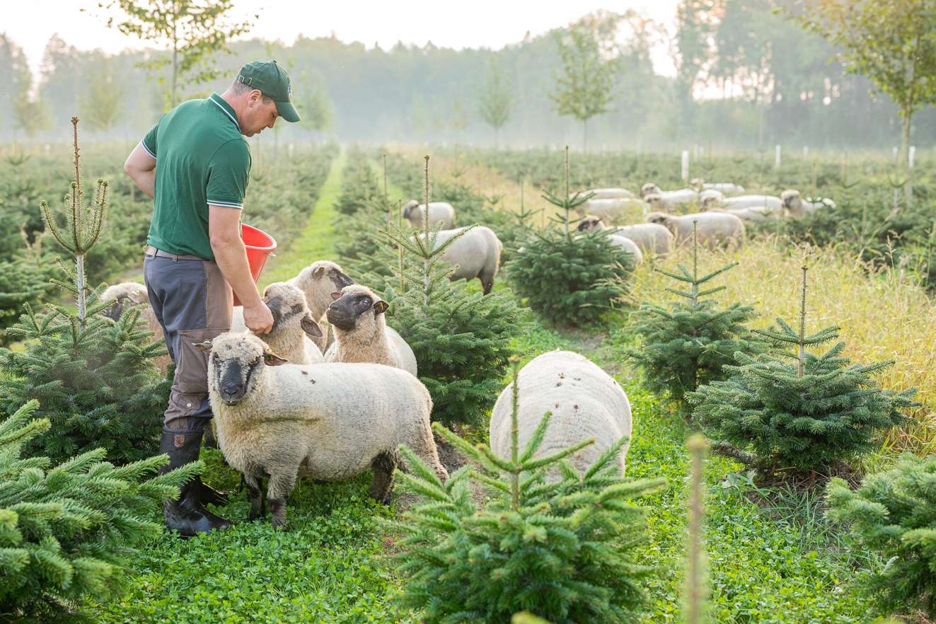 27 Shropshire Schafe unterstützen als natürliche Rasenmäher.