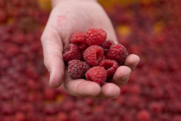 Leckere Bio-Himbeeren aus Polen