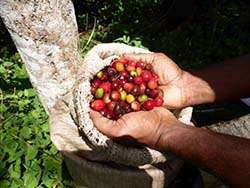 organic coffee cherries from Papua New Guinea © Naturland