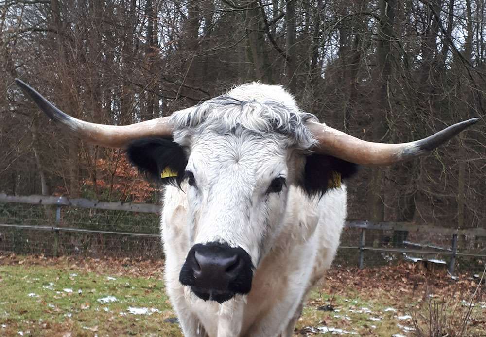 White Park Cattle Rinder, wie sie auf dem Gut Deutsch-Nienhof gezüchtet werden, sind vom Aussterben bedroht.
