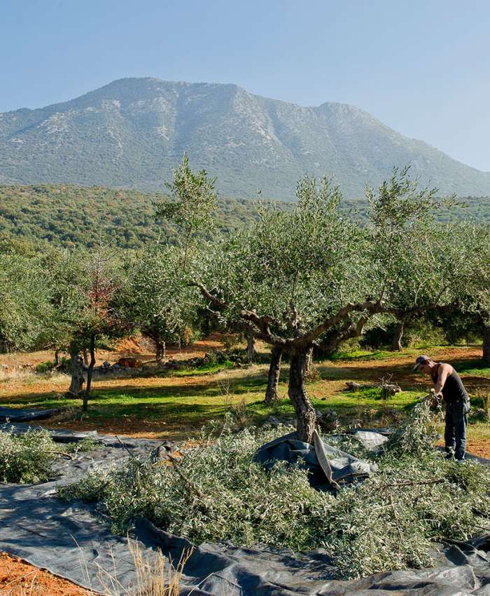 Bei der traditionellen Ernte werden die Oliven händisch von den Olivenzweigen gestreift.