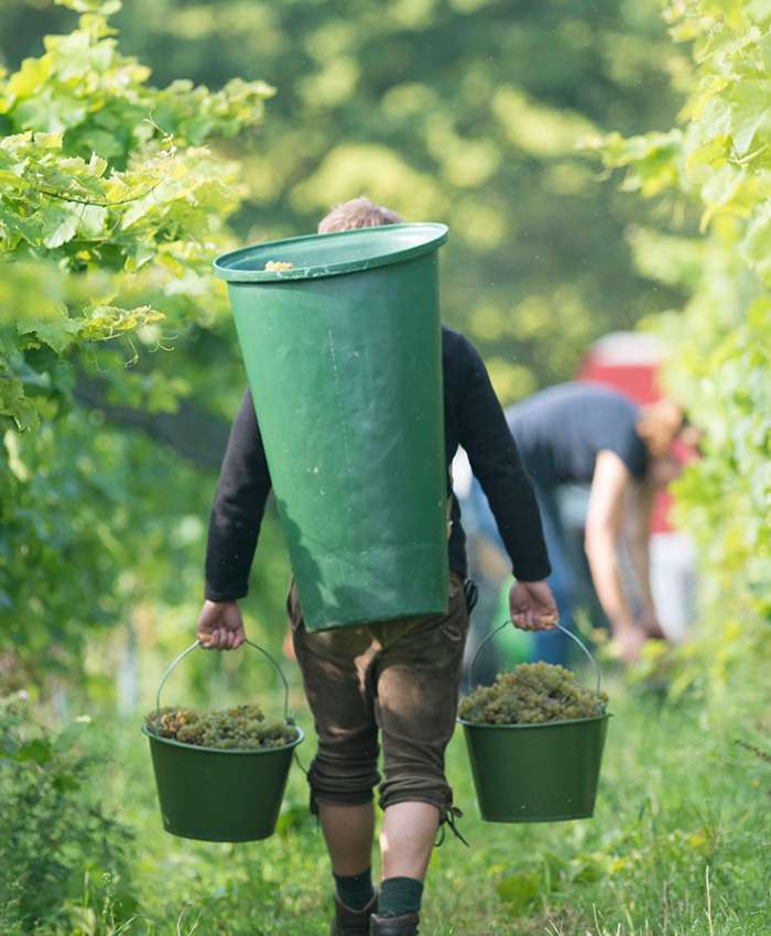 Die Ernte auf dem Weingut Deutsch-Nienhof erfolgt ausschließlich per Hand.