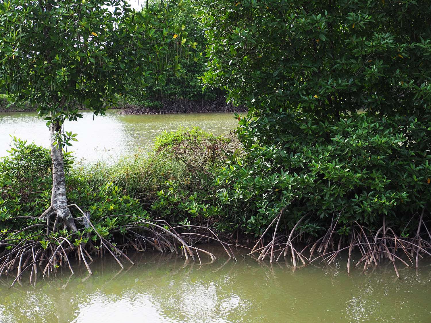Naturland-Garnelenbetriebe wie hier in Peru verpflichten sich, die wertvollen Mangrovenwälder aufzuforsten.