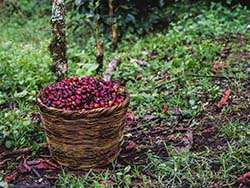 Organic coffee in Honduras © Naturland