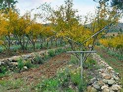 Organic pomegranates in Cyprus © Naturland
