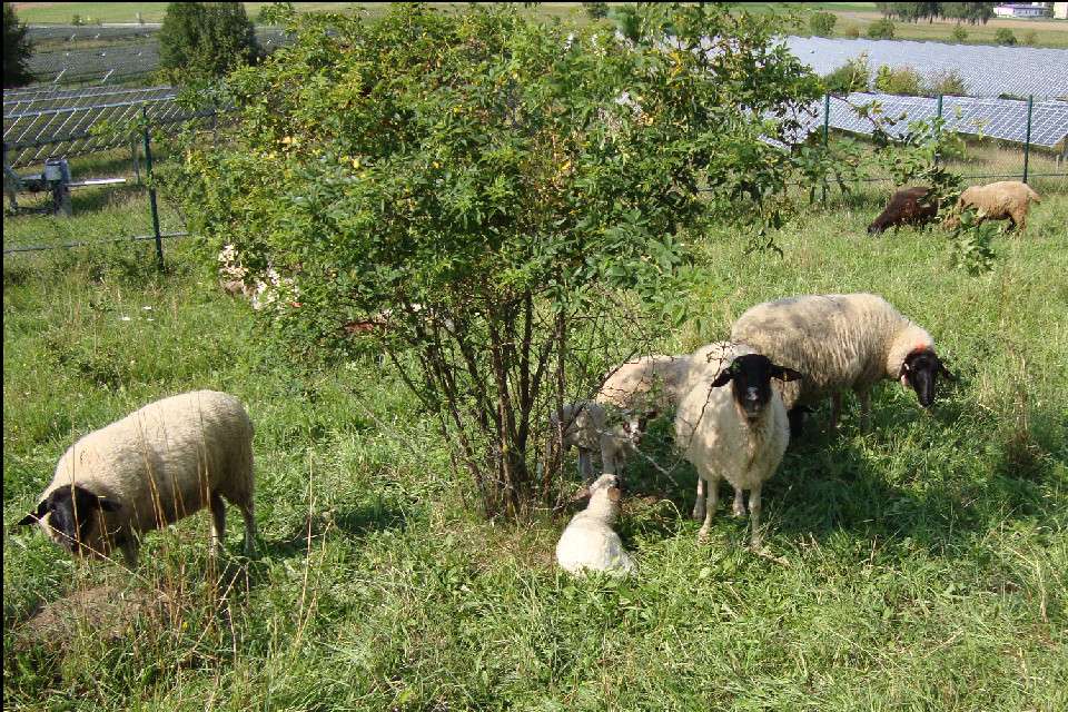 Schafe (Quelle: Tanja Edbauer, Beratung für Naturland)