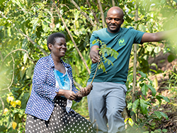 Kakaobaum in Burkina Faso © Narurland