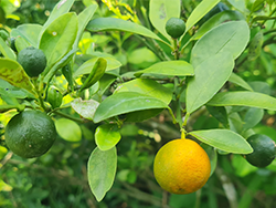 Ecological tea plantation in China © Naturland
