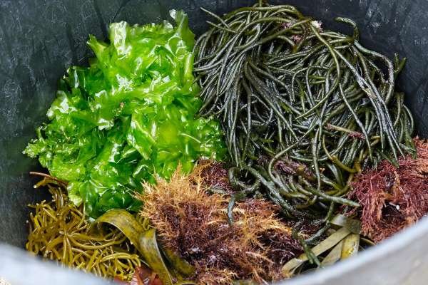 Superfood Algen: Von der Küste auf die Teller
