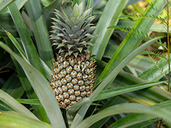 Kakaobaum in Burkina Faso © Narurland