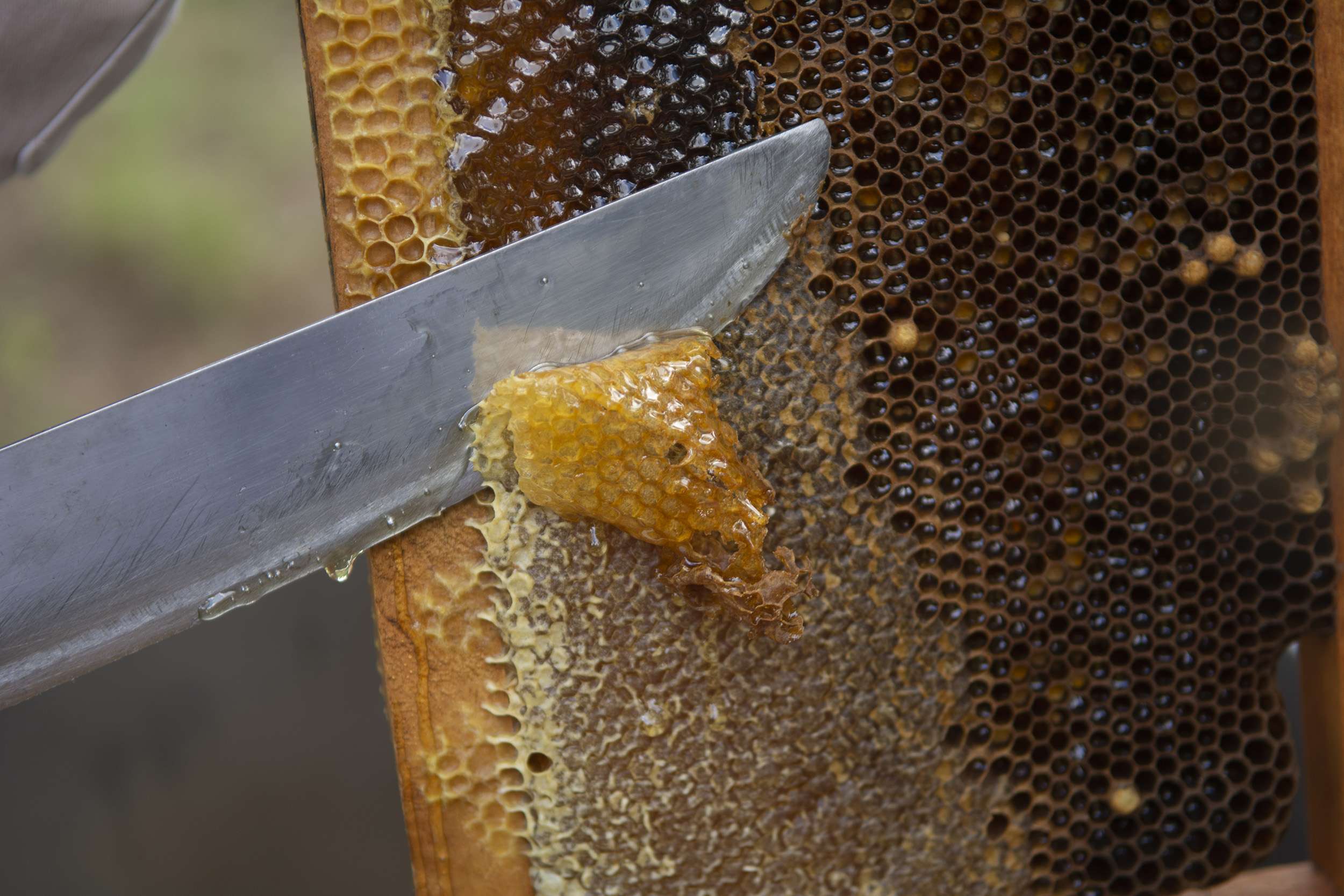 Die mexikanische Kooperative exportiert ausschließlich Naturland zertifizierten Bio-Honig.