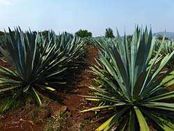 Bioagaves in Mexico © Naturland