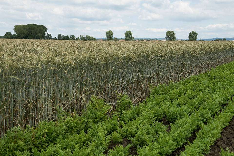 Getreidefeld (Quelle: Naturland e.V.)